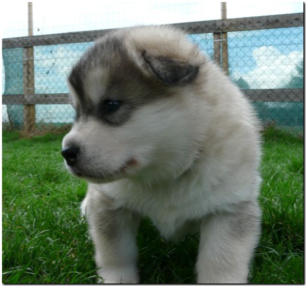 E Wurf 5 Woche 597.jpg